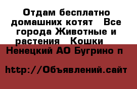 Отдам бесплатно домашних котят - Все города Животные и растения » Кошки   . Ненецкий АО,Бугрино п.